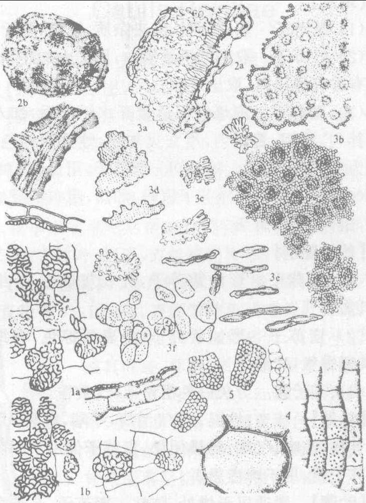 紫苏子显微鉴别图图片